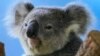 Scientists Vaccinating Koalas against Deadly Disease