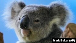 A koala sits in a tree at a koala park in Sydney, Australia, Friday, May 5, 2023. Australian scientists have begun vaccinating wild koalas against chlamydia in New South Wales. The disease causes blindness, infertility and death. (AP Photo/Mark Baker)