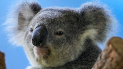 Scientists Vaccinating Koalas against Deadly Disease