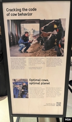 Cows fitted with special ear-mounted tags can help dairy farmers track their animals’ movement, moods, and behaviors. (J.Taboh/VOA)