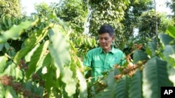 Farmer Le Van Tam tends coffee plants at a coffee farm in Dak Lak province, Vietnam, Feb. 1, 2024.