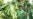 How EU deforestation laws are reordering world of coffee