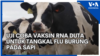 Uji Coba Vaksin RNA Duta untuk Tangkal Flu Burung pada Sapi