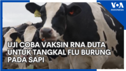 Uji Coba Vaksin RNA Duta untuk Tangkal Flu Burung pada Sapi