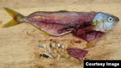 Small pieces of plastic were found inside this fish, in this undated image. (5 Gyres Institute)