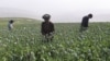 FILE - Afghan farmers harvest opium sap from a poppy field in Argo district of Badakhshan province, June 30, 2024.