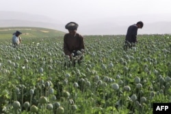 Afghan farmers harvest opium sap from a poppy field in Argo district of Badakhshan province, June 30, 2024.