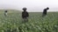 FILE - Afghan farmers harvest opium sap from a poppy field in Argo district of Badakhshan province, June 30, 2024.