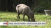 Zoológico de Miami celebra nacimiento en cautiverio de babirusa 