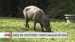 Zoológico de Miami celebra nacimiento en cautiverio de babirusa 