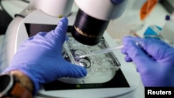 PhD student, Nir Livnat, works at the laboratory on models of an early-stage human embryo, in a laboratory at the Weizmann Institute of Science in Rehovot, Israel September 7, 2023. (REUTERS/Amir Cohen)