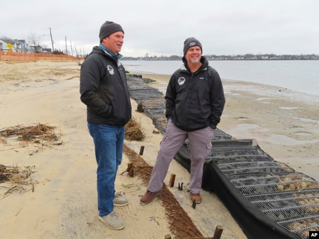 Tim Dillingham, left, and Capt. Al Modjeski, right, of the American Littoral Society, examine logs of coconut husk known as coir along the bank of the Shark River in Neptune, N.J., Jan. 31, 2023. (AP Photo/Wayne Parry)