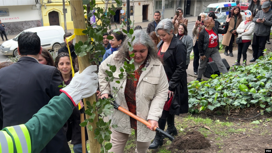 Durante este mes de septiembre los chilenos conmemoran los 50 años del golpe de Estado de 1973. En Santiago de Chile, la capital del país, fue plantado un quillay, un árbol emblemático del mediterráneo chileno que crece en suelos poco fértiles.