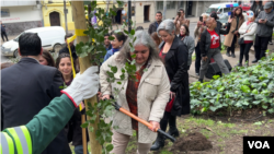 Durante este mes de septiembre los chilenos conmemoran los 50 años del golpe de Estado de 1973. En Santiago de Chile, la capital del país, fue plantado un quillay, un árbol emblemático del mediterráneo chileno que crece en suelos poco fértiles.