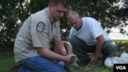 Officers wrangling with Burmese python