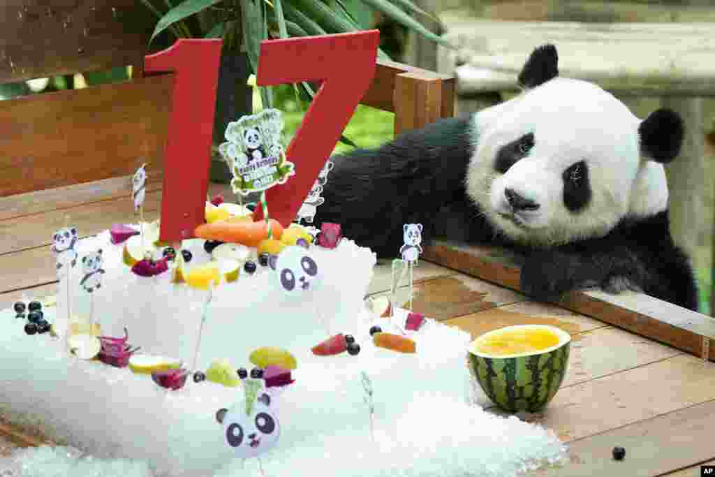 Giant male panda Xing Xing checks his ice cake on its 17th birthday at the National Zoo in Kuala Lumpur, Malaysia.