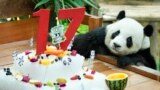 Giant male panda Xing Xing checks his ice cake on its 17th birthday at the National Zoo in Kuala Lumpur, Malaysia.