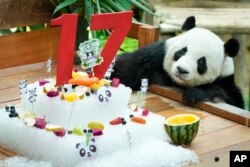 Giant male panda Xing Xing checks his ice cake on its 17th birthday at the National Zoo in Kuala Lumpur, Malaysia.