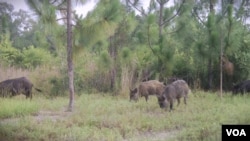 Feral hogs roaming in Florida