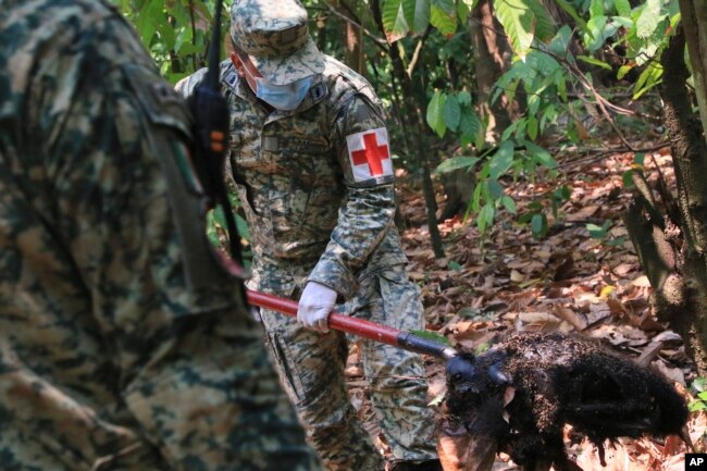 A soldier removes the body of a howler monkey that died amid extremely high temperatures in Tecolutilla, Tabasco state, Mexico, May 21, 2024. (AP Photo/Luis Sanchez)