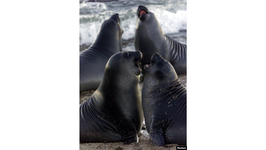 Gajah laut selatan jantan berumur satu bulan bermain di Pantai Punta Delgada di Semenanjung Valdes di wilayah Patagonia Argentina. (Foto: REUTERS)