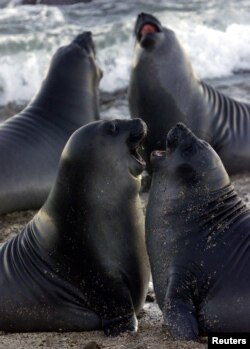 Gajah laut selatan jantan berumur satu bulan bermain di Pantai Punta Delgada di Semenanjung Valdes di wilayah Patagonia Argentina. (Foto: REUTERS)