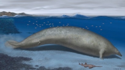 Ancient Whale May Be Heaviest Animal Ever Found