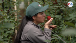 Una mujer colombiana en una de los cultivos de flores en el municipio de Funza, en la sabana de Bogotá. 