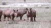 South African NGO to Rewild 2,000 Rhinos