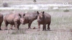 South African NGO to Rewild 2,000 Rhinos