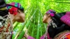 ‘Ngoại giao cây tre’ của Việt Nam tăng tốc 