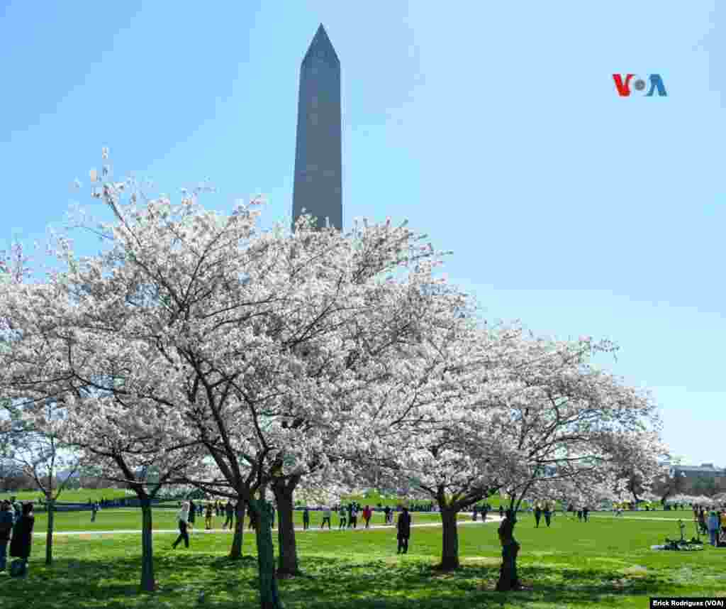 Los árboles de Cerezos y el monumento a Washington.