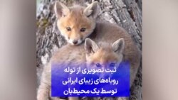 ثبت تصویری از توله روباه‌های زیبای ایرانی توسط یک محیط‌بان