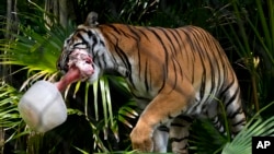 Un tigre de la Malasia llamado Api lleva en la boca un hueso bovino en un bloque de hielo en el Palm Beach Zoo & Conservation Society, en West Palm Beach, Florida, el 18 de julio de 2024.