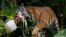 Un tigre de la Malasia llamado Api lleva en la boca un hueso bovino en un bloque de hielo en el Palm Beach Zoo & Conservation Society, en West Palm Beach, Florida, el 18 de julio de 2024.
