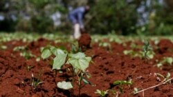 Quiz - For Healthy Plants, Test Your Garden’s Soil