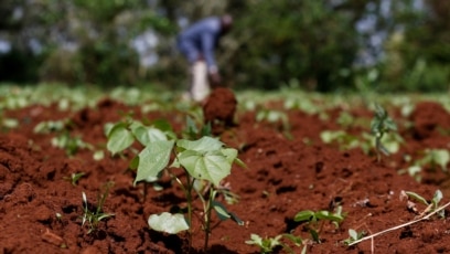 Quiz - For Healthy Plants, Test Your Garden’s Soil