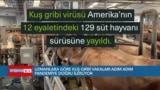 Uzmanlara göre kuş gribi adım adım pandemiye doğru ilerliyor