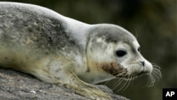 FILE - A baby harbor seal rests off the coast of Maine, July 9, 2007.