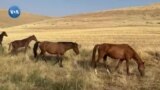 Real Qirg'iziston: Jalol-Obod (1)