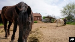 Horses eat in the Old Hill, sanctuary for horses in the town of Lapovo, in central Serbia, April 3, 2024.