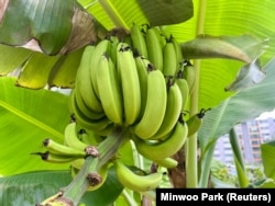 Bunches of bananas are seen at South Korean farmer Ma Myung-sun's community farm in Seoul, South Korea, July 31, 2024. (REUTERS/Minwoo Park)