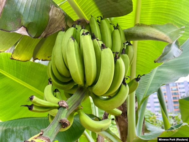 Bunches of bananas are seen at South Korean farmer Ma Myung-sun's community farm in Seoul, South Korea, July 31, 2024. (REUTERS/Minwoo Park)