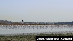 Flamingo terlihat di laguna Sijoumi yang hampir kering di Tunis, Tunisia, 11 Agustus 2023. (Foto: REUTERS/Jihed Abidellaoui)