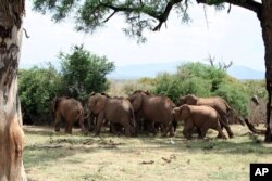 FILE - Kawanan gajah berlarian karena suara lebah di Taman Nasional Samburu, Kenya, 16 September 2007. (AP/Lucy King)