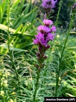 This July 15, 2021, image provided by Jessica Damiano shows Liatris spicata growing in a garden in Long Island, N.Y.