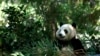 Giant panda habitat opens at California zoo to much fanfare 