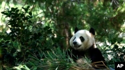 Xin Bao, a female panda, sits in her enclosure at the San Diego Zoo prior to the opening of a new exhibit, Panda Ridge, Aug. 8, 2024, in San Diego.