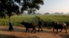 FILE - Indian farmer Ram Singh Patel, right, and his wife Kantee Devi take their cattle out in the open in Fatehpur district south of Lucknow, India, Dec. 19, 2020. 