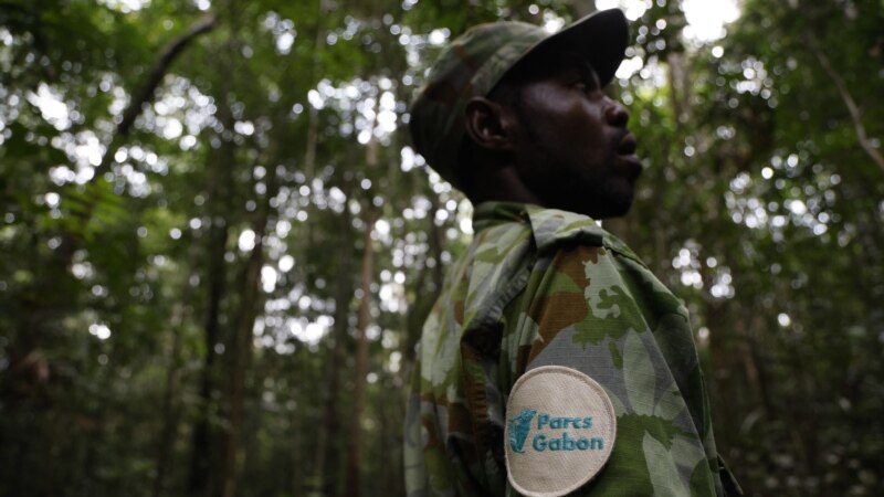 Le sommet One Forest pour protéger les forêts tropicales s'ouvre au Gabon